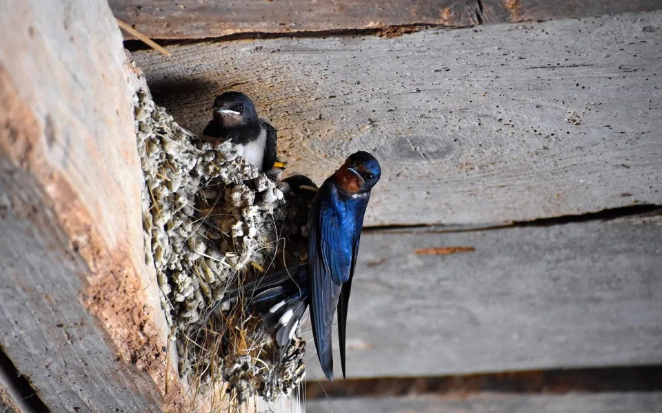 susanneedele-barn-swallow-5346612_1280