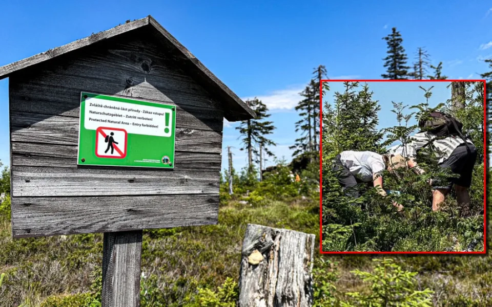Hádka o borůvky skončila rvačkou. Sběrači zmlátili cyklisty kýblem